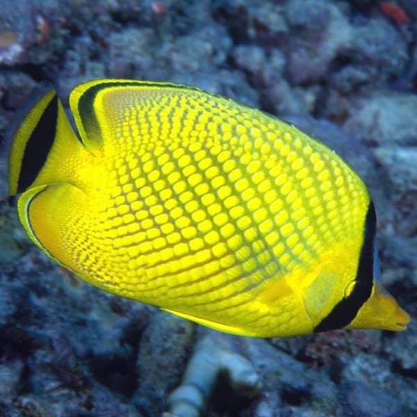 پروانه ماهی مشبک ( لاتیسد ) – Latticed Butterflyfish — تصویر ۲
