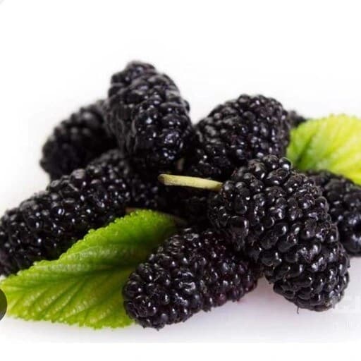 نهال توت سیاه