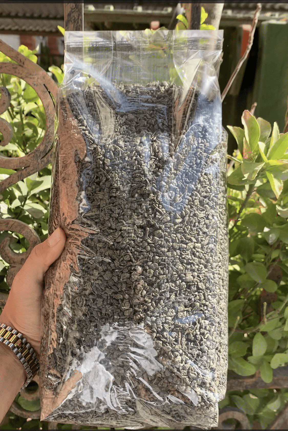 چای سبز خارجی ساچمه ای 1 کیلویی