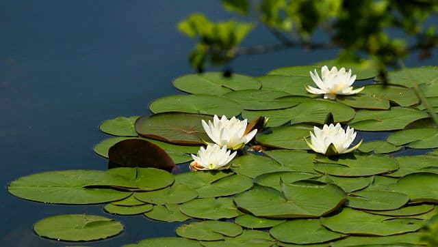 ریزوم سایز کوچک نیلوفر آبی رنگ سفید — تصویر ۲