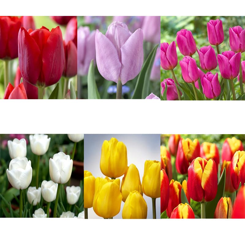پیاز لاله هلندی درجه یک میکس 20 عددی