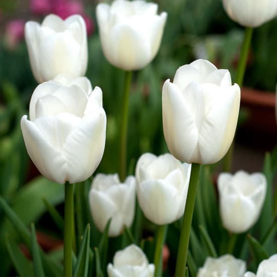 پیاز لاله هلندی رقم White marvel