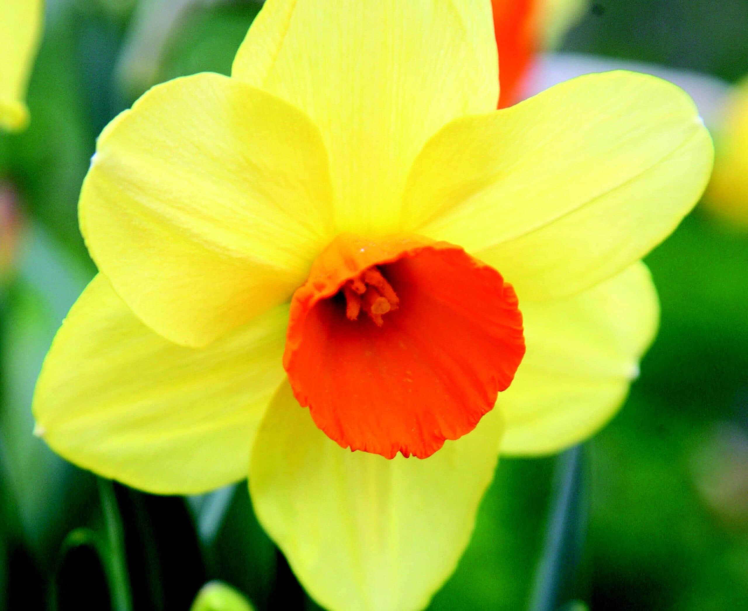 پیاز گل نرگس رقم narcissus monal — تصویر ۲