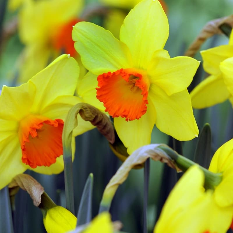 پیاز گل نرگس رقم narcissus monal — تصویر ۴