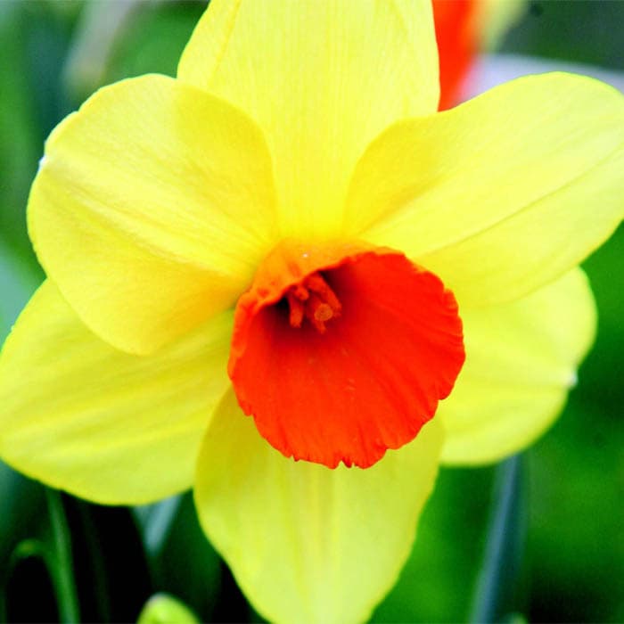 پیاز گل نرگس رقم narcissus monal
