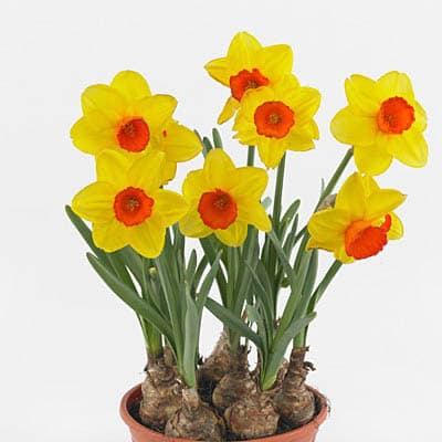 پیاز گل نرگس رقم narcissus monal — تصویر ۳