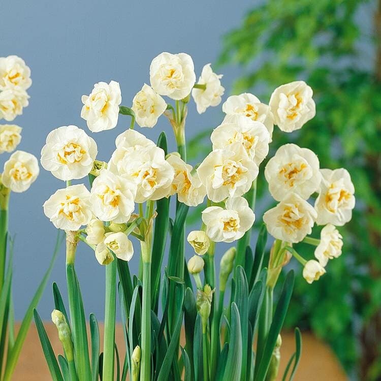 پیاز گل نرگس رقم bridal crown daffodil — تصویر ۵