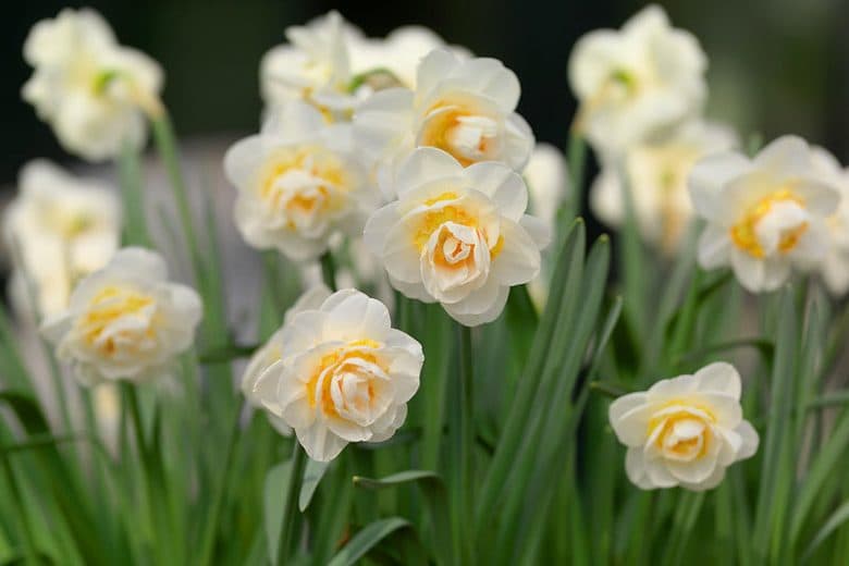 پیاز گل نرگس رقم bridal crown daffodil — تصویر ۳