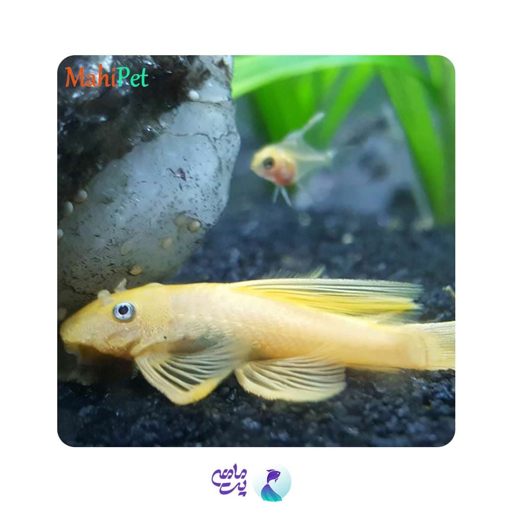 ماهی کت پوزه بوته ای آلبینو باله بلند6 سانتی متر — تصویر ۵
