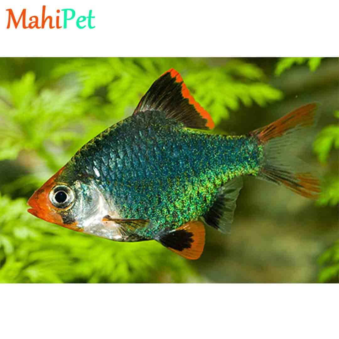 تایگر بارب سبز 3 سانتی متر