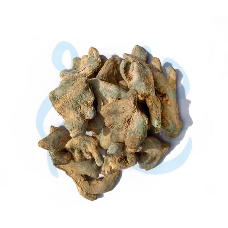 زنجبیل قلم (چینی) — تصویر ۲