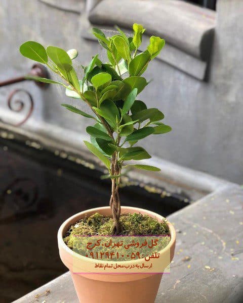 انجیر پردهای مناسب برای تزئین تراس