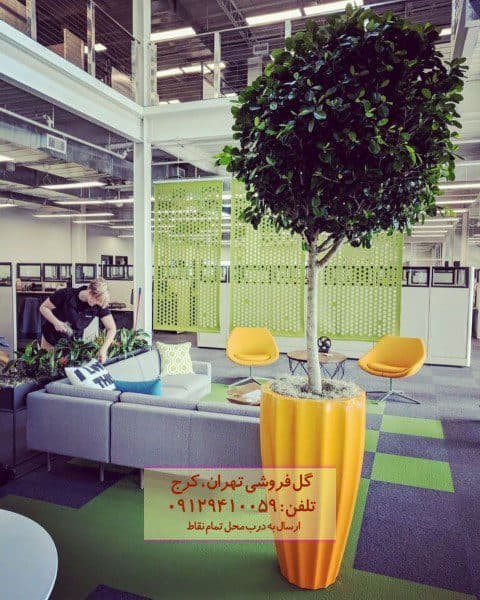 فیکوس میکروکارپا برای تزئین مطب