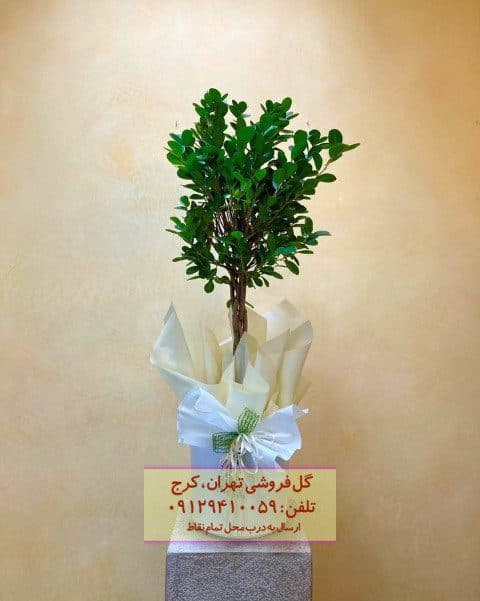 انجیر پردهای مناسب برای تزئین اتاق پذیرایی