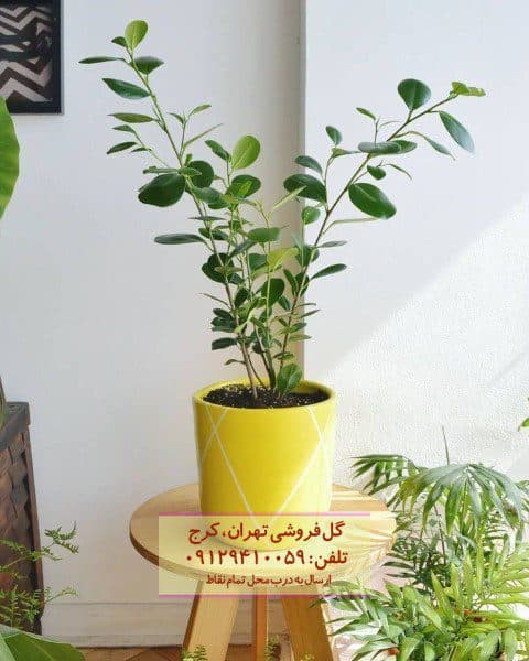 انجیر پرده‌ای برای طراحی فضای کاری