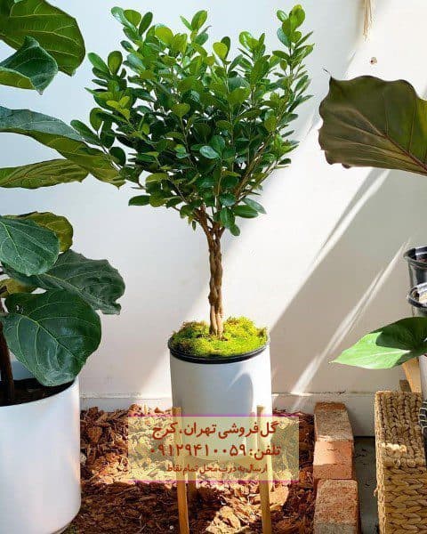 فیکوس میکروکارپا برای تزئین فضای کاری