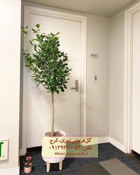 فیکوس میکروکارپا برای زیباسازی فضای کوچک