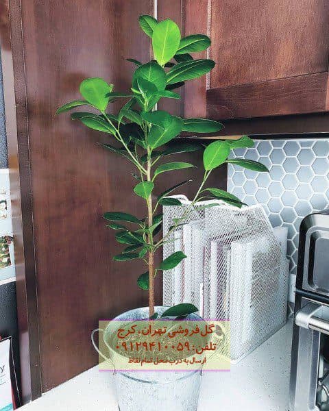 انجیر پردهای برای طراحی فضای باغچه