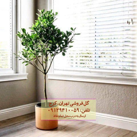 فیکوس میکروکارپا مناسب برای تزئین اتاق پذیرایی