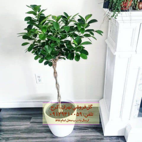 فروش انجیر پرده‌ای برای تزئین فضای کافه