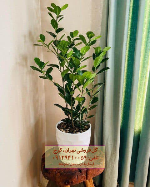 فروش انجیر پرده ای برای طراحی فضای بزرگ