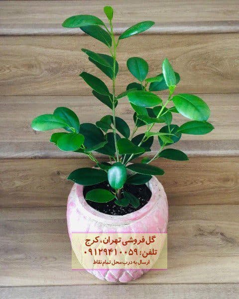 فیکوس میکروکارپا برای تزئین فضاهای تجاری