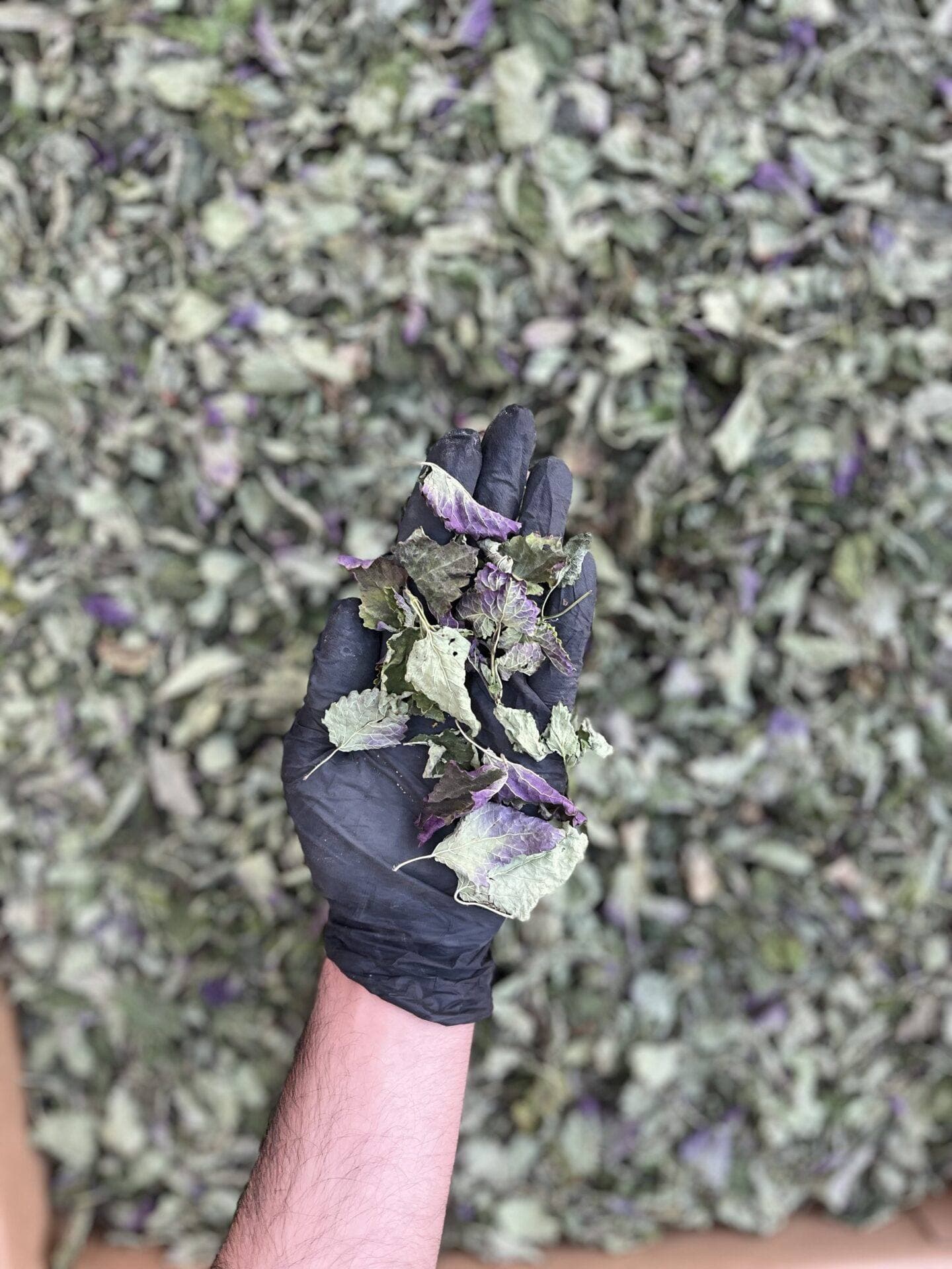بادرنجبویه (ملیس)