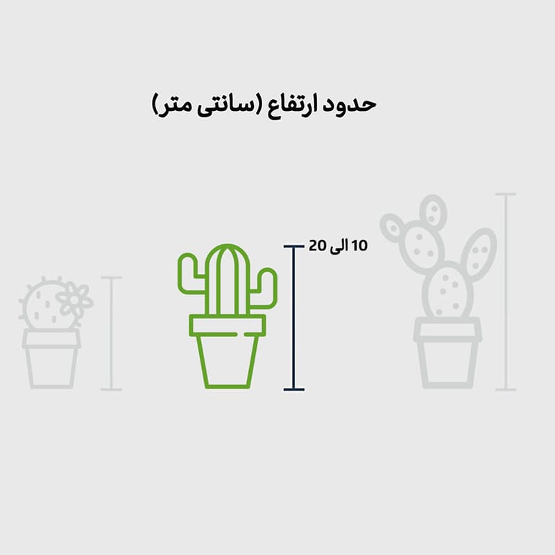 هاورتیا گورخری با گلدان بتنی بزرگ — تصویر ۲