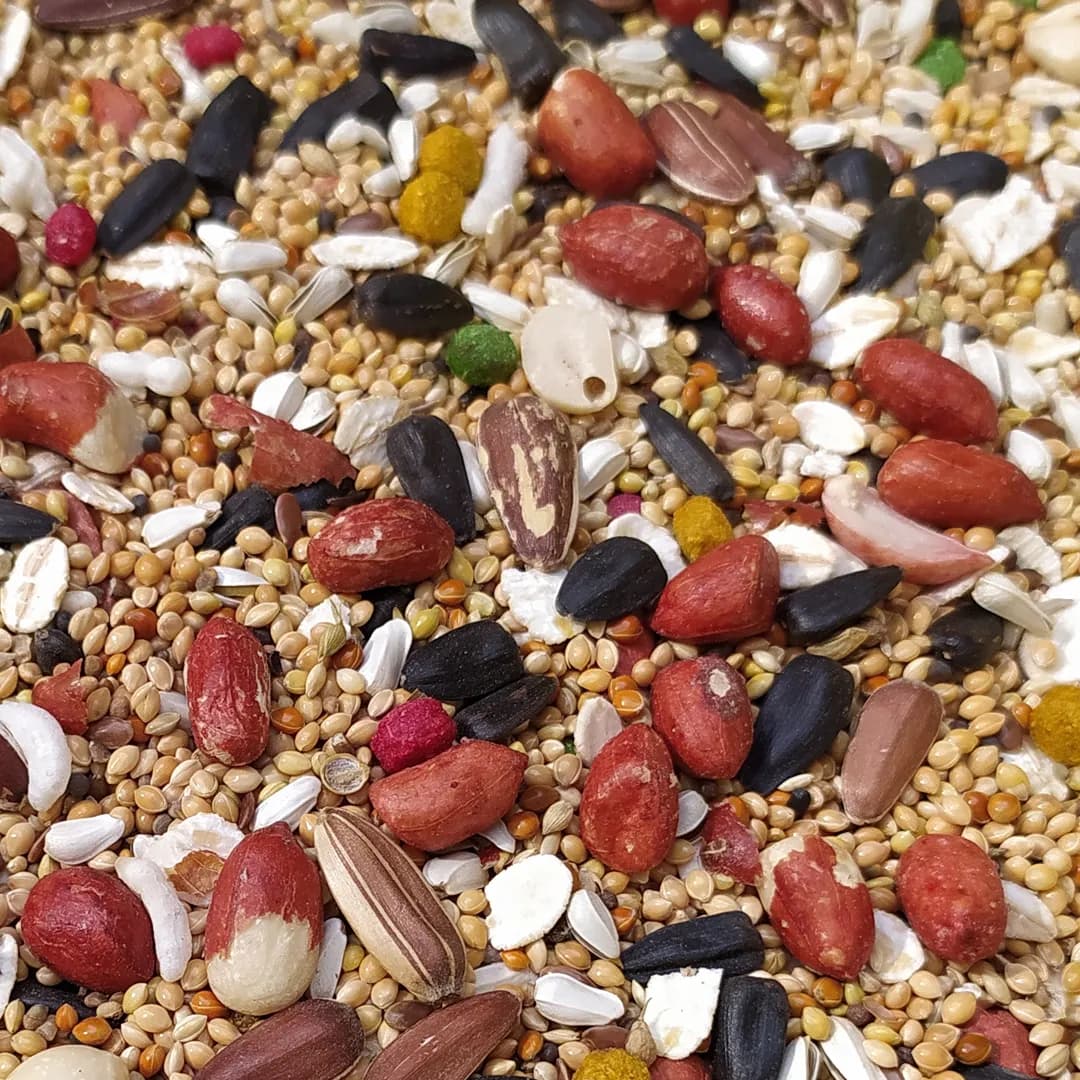 غذای مخصوص طوطی سانان — تصویر ۲