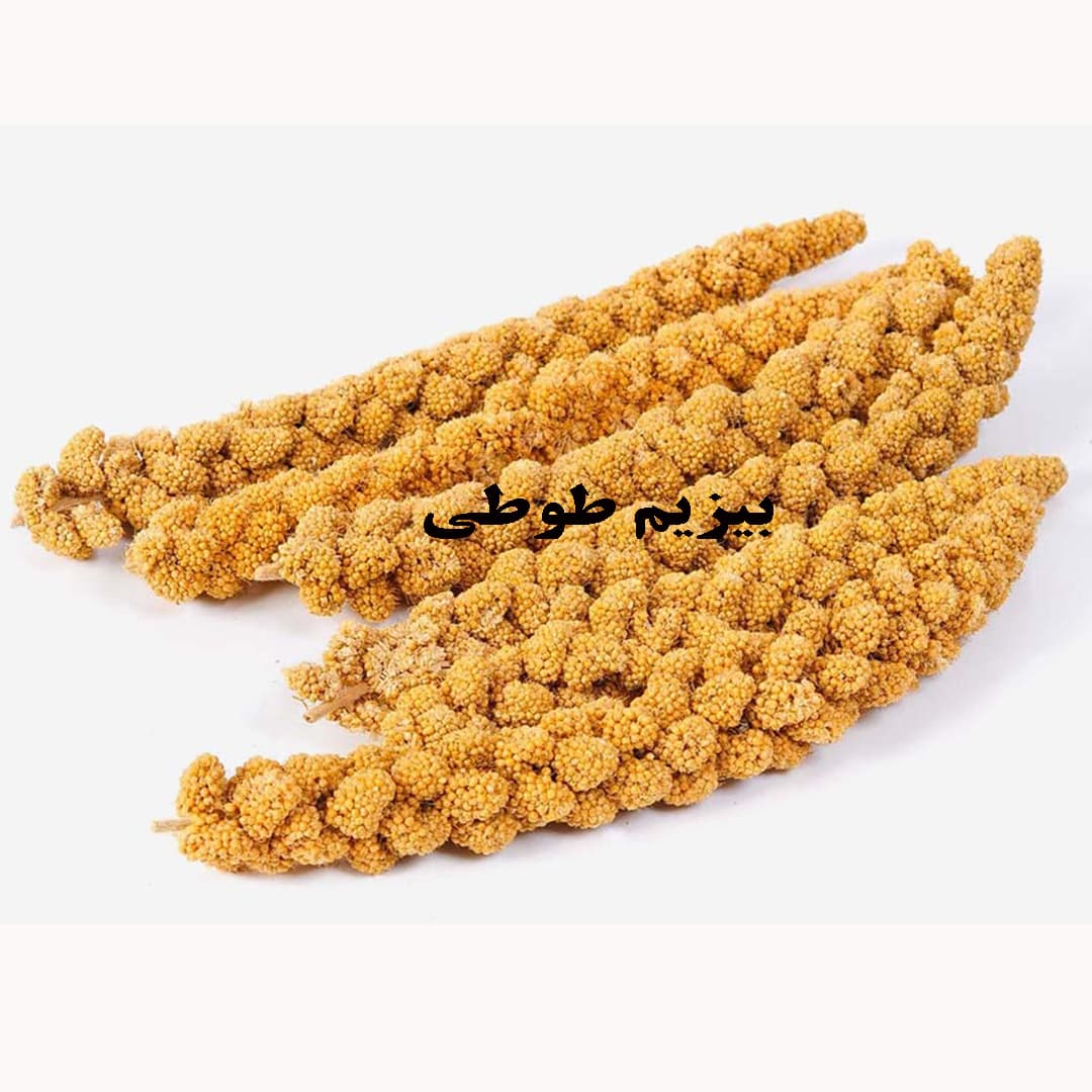 تشویقی ارزن خوشه ای پرندگان زینتی — تصویر ۳