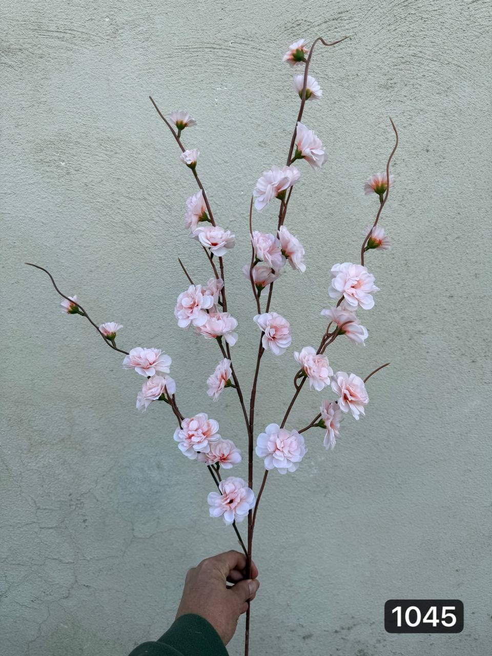 شاخه شکوفه حلزونی 5 بازو — تصویر ۳
