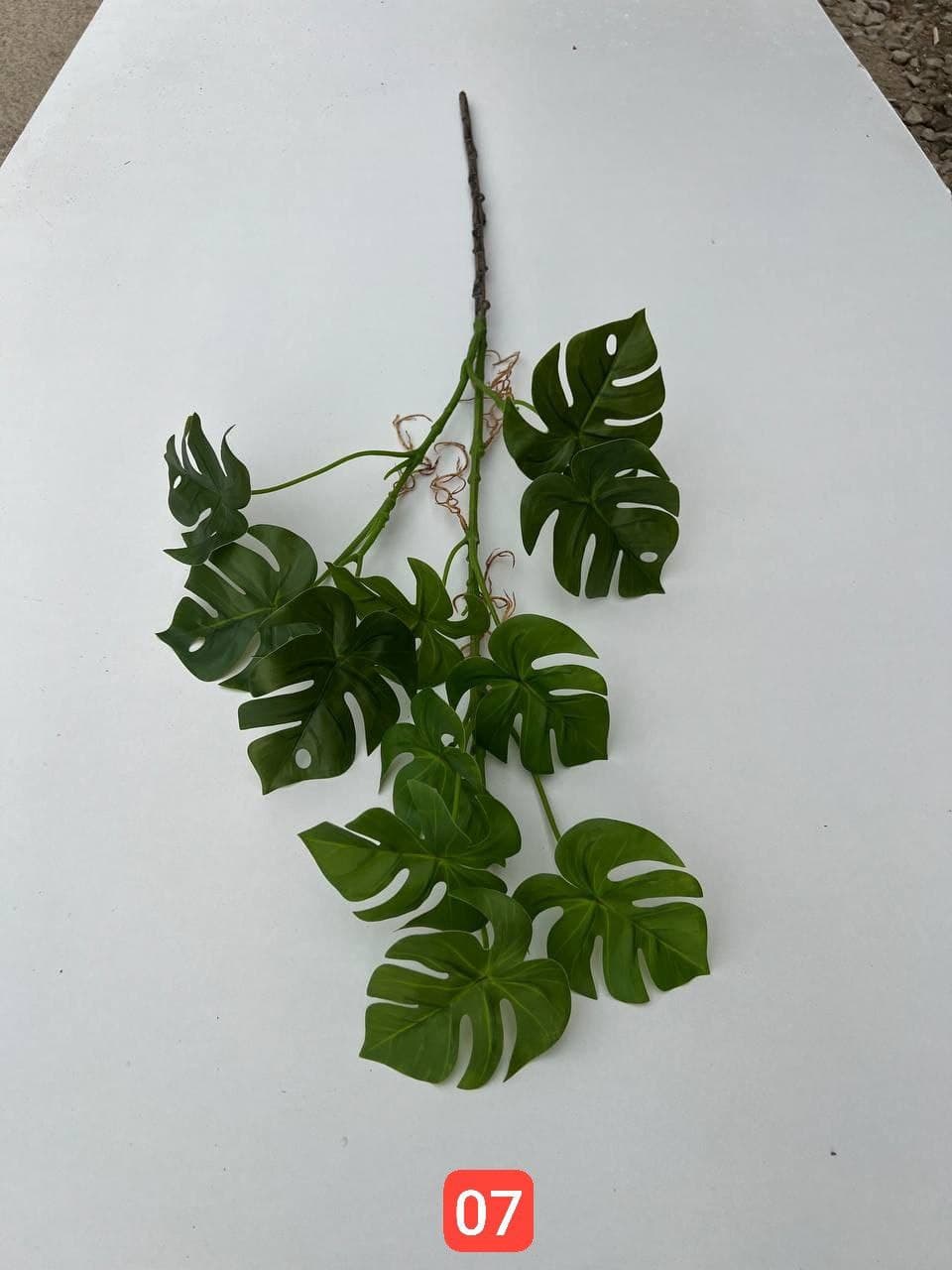 شاخه برگ انجیری بلند وارداتی