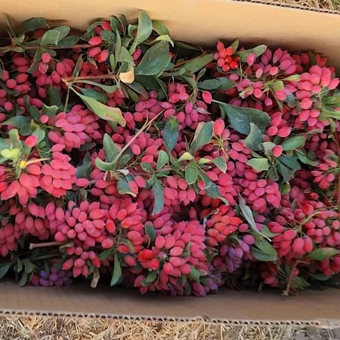 زرشک تازه (شاخه) 20 کیلویی