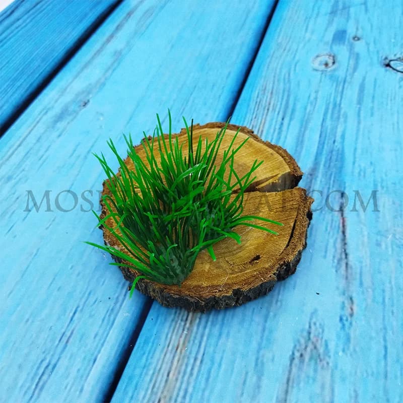 سبزه پلاستیکی گندمی — تصویر ۴