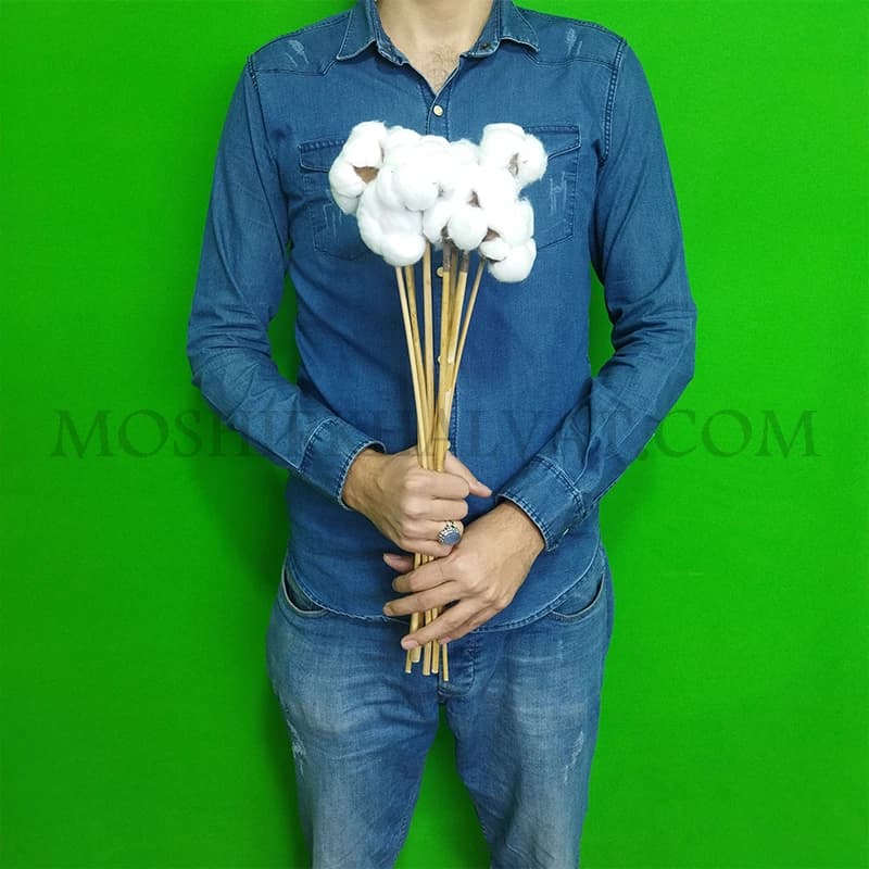 گل خشک مدل پنبه تک شاخه بزرگ — تصویر ۵
