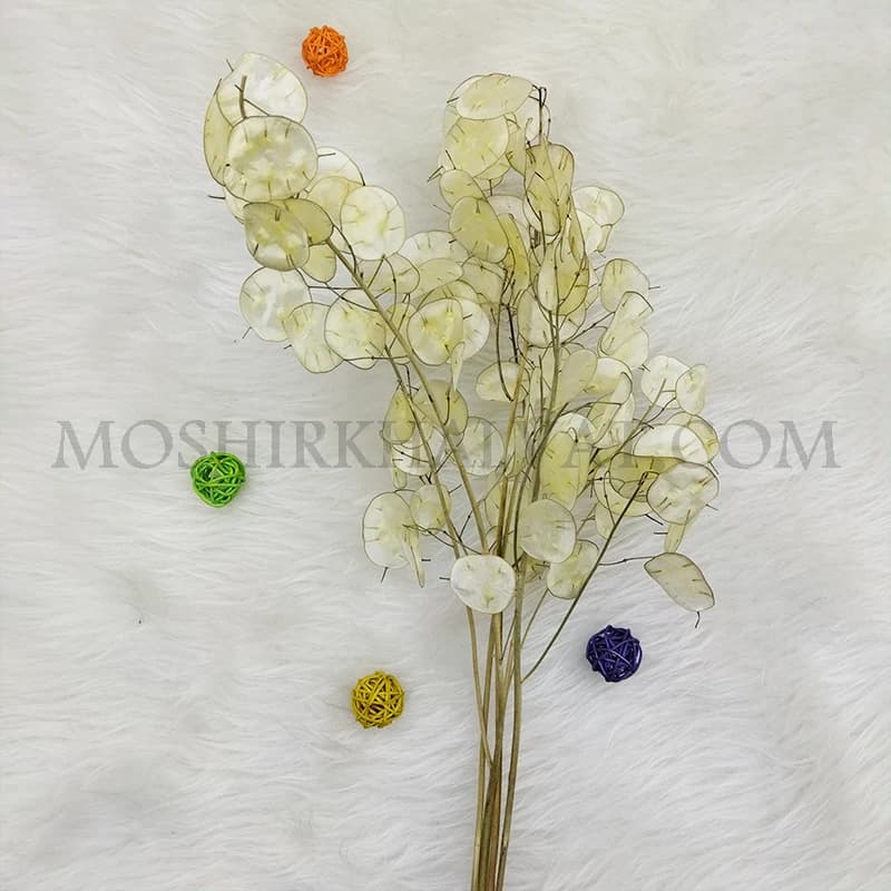 گل خشک مدل سکه ای — تصویر ۲