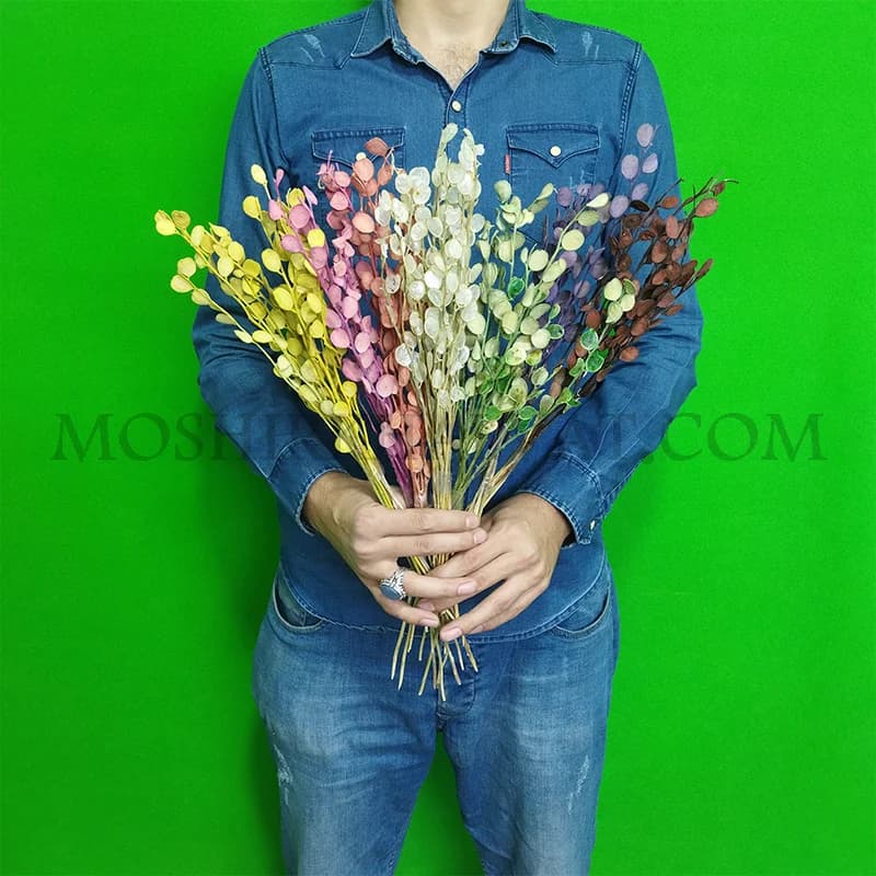 گل خشک مدل سکه ای تک شاخه — تصویر ۵