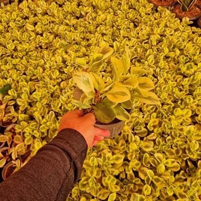 قاشقی زعفرونی گلدان 14 — تصویر ۲