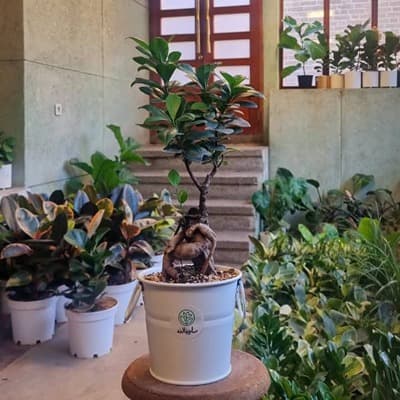 بونسای جنسینگ + گلدان سفید گالوانیزه T — تصویر ۲