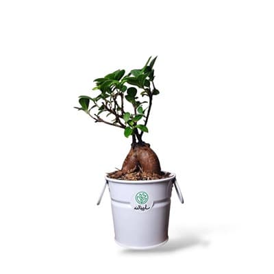 بونسای جنسینگ + گلدان سفید گالوانیزه T