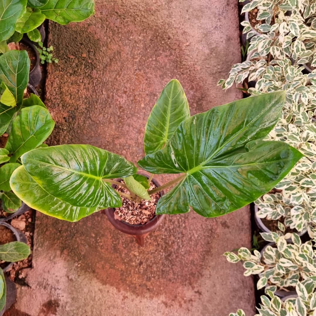 گیاه بابا آدم — تصویر ۲