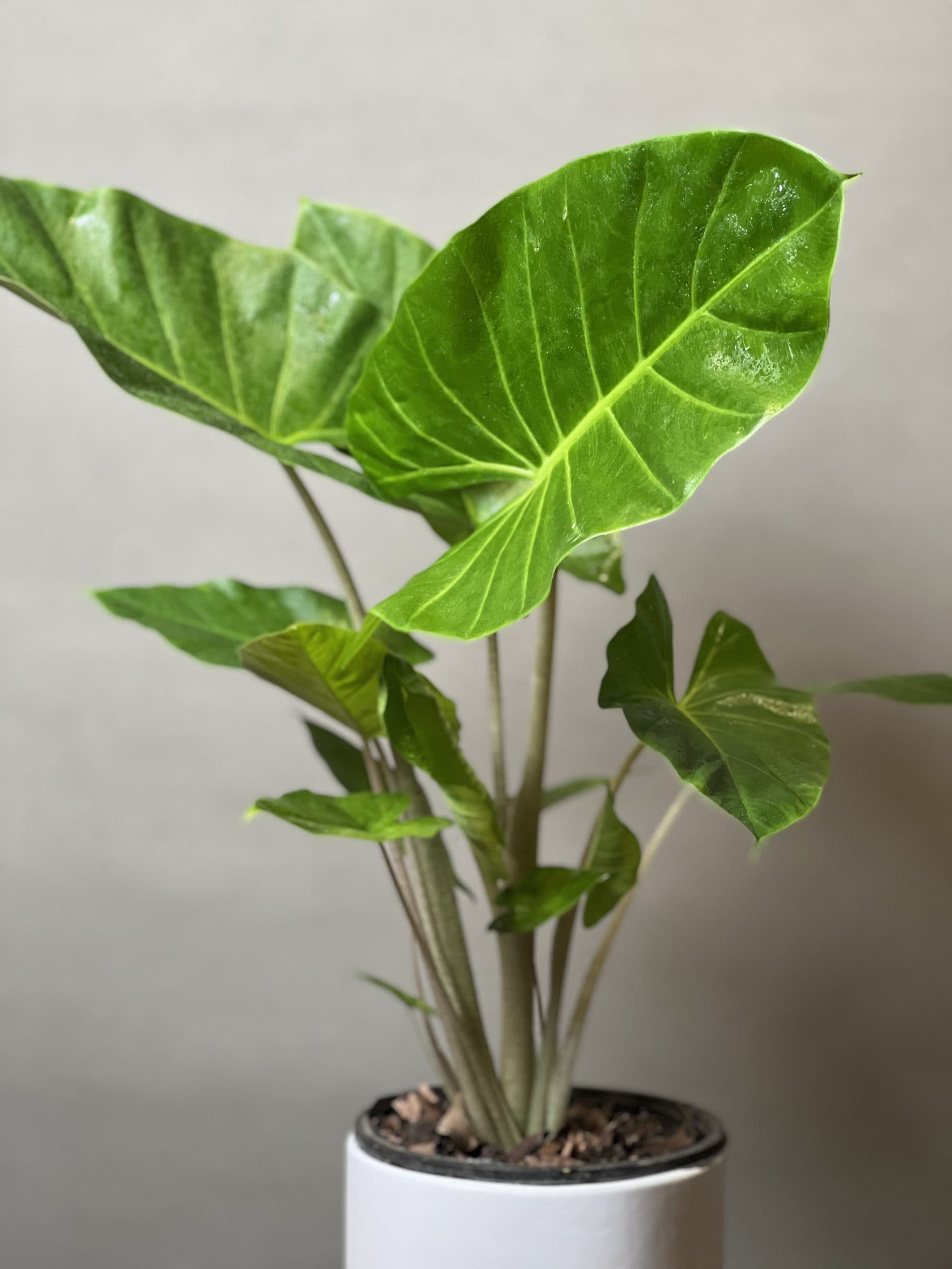 گیاه بابا آدم — تصویر ۴