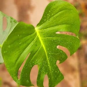 برگ انجيری مونسترا — تصویر ۲