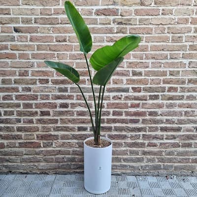 استرلیزیا نیکولای + گلدان سفید پلیمری