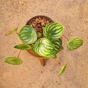 پپروميا برگ هندوانه‌ای — تصویر ۲