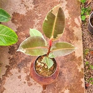 فيكوس ابلق — تصویر ۳