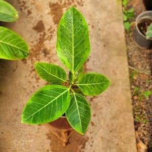 فیکوس آلتیسیما — تصویر ۲