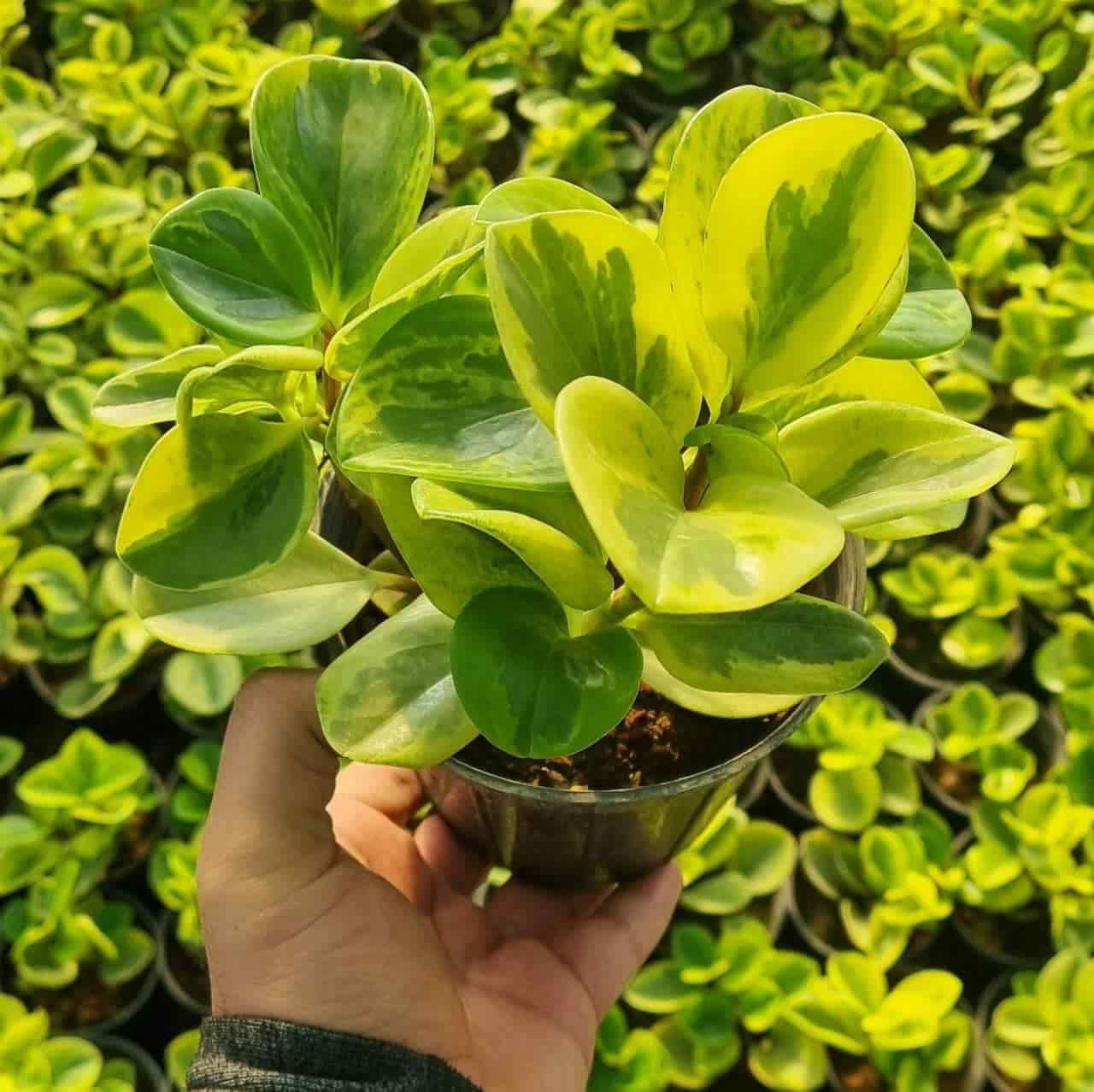 قاشقی سفید (زعفرونی) — تصویر ۴