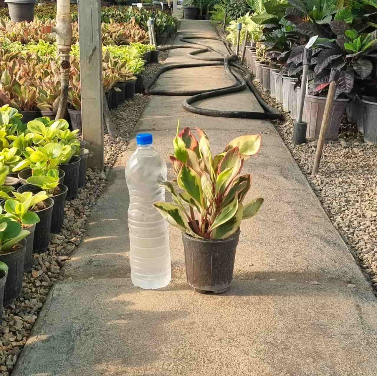 قاشقی لب ماتیکی (قرمز) — تصویر ۲