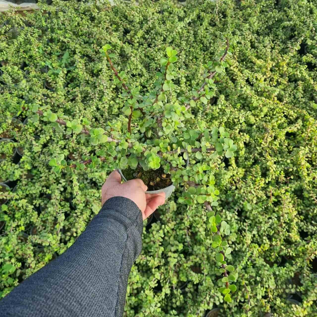 کراسولا خرفه‌ای — تصویر ۲